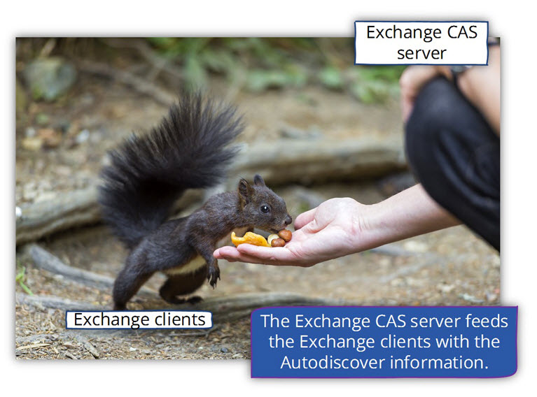 The Exchange CAS server feeds the Exchange clients