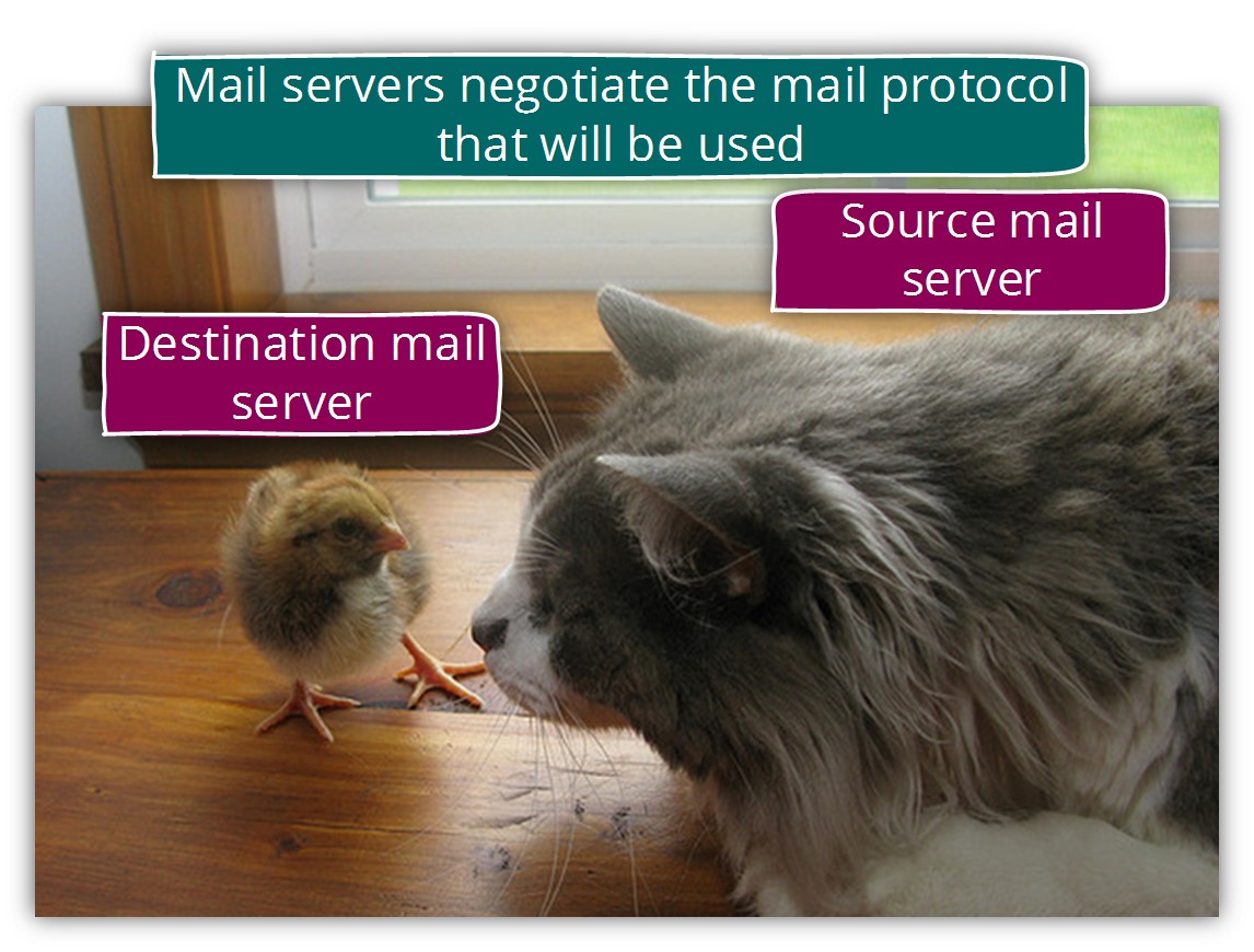 Mail servers negotiate the mail protocol that will be used